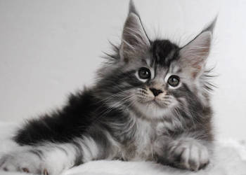Kociaczki  maine coon z prawdziwym rodowodem.