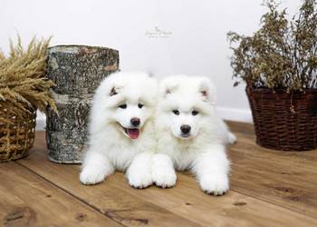 Samoyed