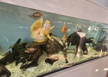 Akwarium 500L (200x50x50) + szafka - robiona na zamówienie + życie