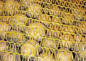 Orzechy Włoskie Orzechy Włoskie