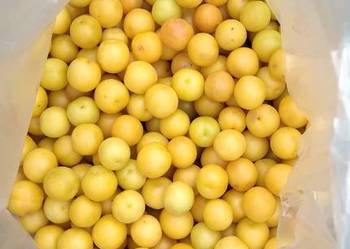 Mirabelka ekologiczna z ogrodu przydomowego 10 kg