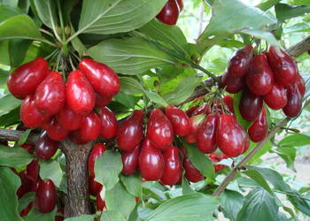 DEREŃ JADALNY Cornus mas - NASIONA 500 sztuk - 100g. DEREŃ JADALNY Cornus mas - NASIONA 500 sztuk - 100g.