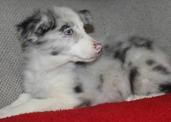 Sprzedam śliczne szczeniaki Border collie