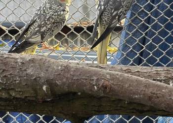 Papugi nimfy samiec i samica