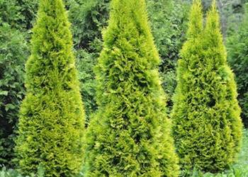 Tuja 170cm szmaragd thuja Lublin