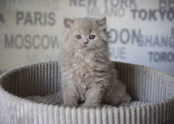 Brytyjski Długowłosy - Kocur Długowłosy Płowy - Tęczowy Agat - Miot M - 937