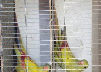 Sprzedam papugi rozelle królewskie, górskie pastele ,