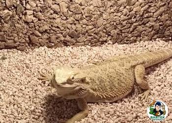 Agama brodata samica 3 letnia