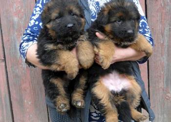 Owczarek niemiecki długowłosy suczka