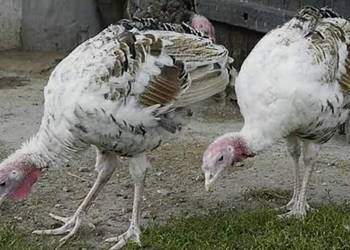 Sprzedam indyki z czerwca 2025 roku