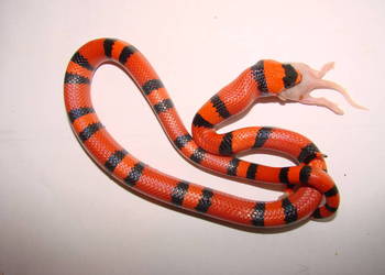 lancetogłów honduraski