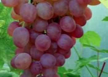 Beznasienny winogron K - SZ.AUKSAJSKIJ.Winorośli1,       2m
