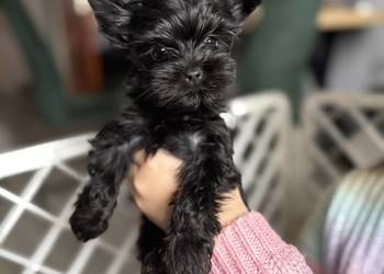 Yorkshire terrier suczka czarna