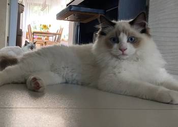 Kocurek Ragdoll gotowy do przeprowadzki 6 miesięczny