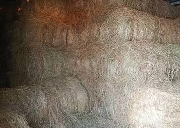 Siano baloty 120 suche