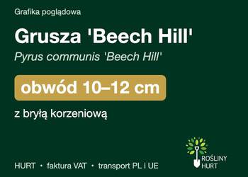 Grusza 'Beech Hill' (Pyrus communis) obwód 10-12 cm, z bryłą – HURT