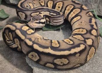 Pyton królewski Stranger pastel het hypo