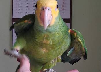 Amazonka żółtogardła