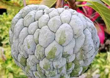 FLASZOWIEC ŁUSKOWATY Annona squamosa NASIONA 400 sztuk - 100g.