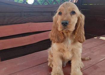 Sprzedam Cocker spaniel angielski
