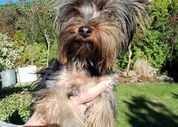 Sprzedam Yorkshire terrier