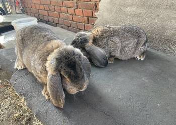 Baran francuski samce