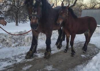 Sprzedam ogierka zimnokrwistego