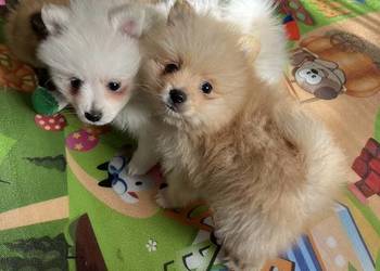 szpic miniaturowy - chłopiec