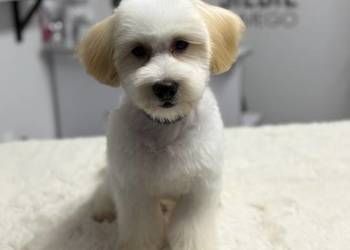 Maltipoo piękny piesek Maltipoo piękny piesek