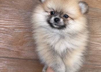 Suczka szpic miniaturowy pomeranian Orange badania DNA!