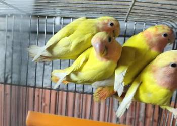 Nierozłączki papugi