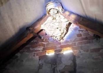 Usuwanie gniazd Szerszeni osy usługi DDD