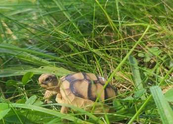 Żółw Lądowy Grecki  - Sklep Zoologiczny