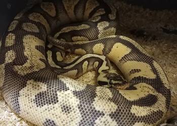 Samica pyton królewski citrus pastel enchi poss. mahogany