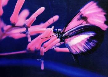 Biomedica zbiór zadań biologia