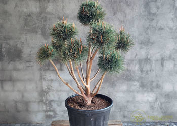 Sosna pospolita formowana 093 NIWAKI, BONSAI OGRODOWE, Topiary