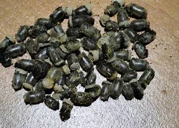 Murarka ogrodowa kokony zapylanie pszczoły