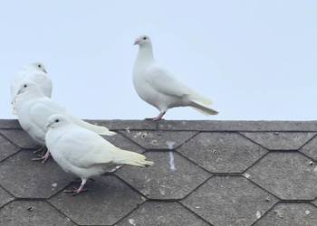 Gołębie białe pocztowe