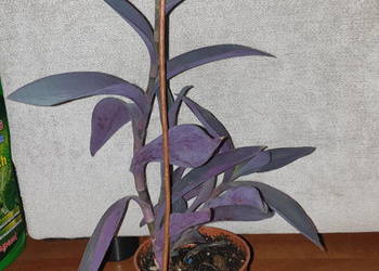 Trzykrotka, setkrezja purpurowa do ogrodu, na balkon