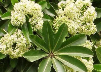 ALSTONIA SZKOLNA Alstonia scholaris NASIONA 3000 sztuk - 100g.
