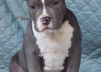 American Staffordshire Terrier Blue Amstaff