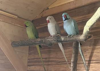 Papugi aleksandretty obrożne