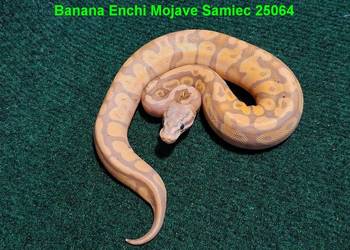Pyton Królewski Banana Enchi Mojave samczyk