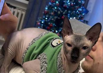 Roczny kot Sfinks  kochający, szuka nowego domu