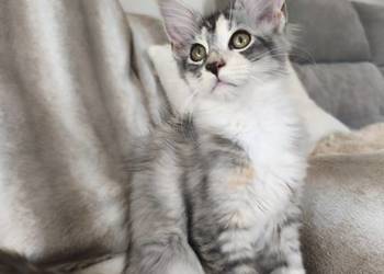 Adele kotka Maine coon