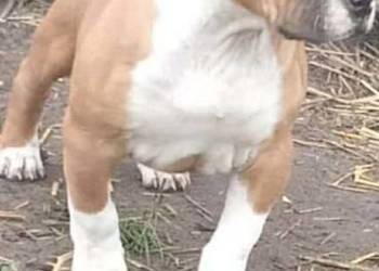 Rodowodowany Szczeniak Amstaff