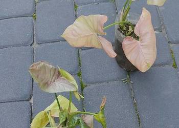 Syngonium Neon Robusta
