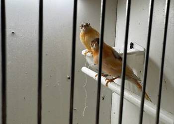 Młode Arlekiny 2026 rok