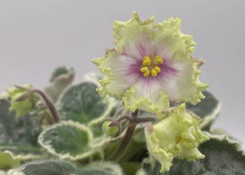 Fiołek afrykański kwitnąca sadzonka