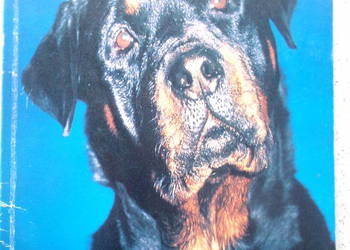 Rottweiler Jan Borzymowski